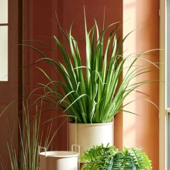 ALLIUM Erba Decorativa Verde