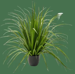 ALLIUM Erba Decorativa Verde