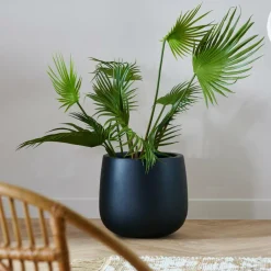 ARECA Palma Verde