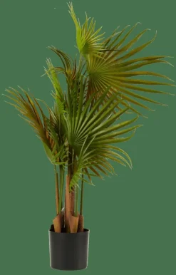 ARECA Palma Verde