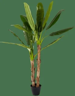 BANANA Banano Verde