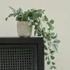 CALATHEA Pianta Sospesa Grigio, Verde, Viola