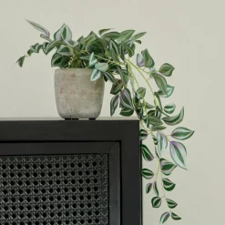 CALATHEA Pianta Sospesa Grigio, Verde, Viola