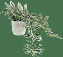 CALATHEA Pianta Sospesa Grigio, Verde, Viola