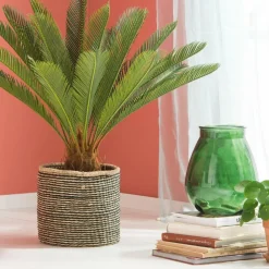 CYCAS Palma Verde