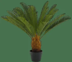 CYCAS Palma Verde