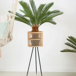 CYCAS Palma Verde