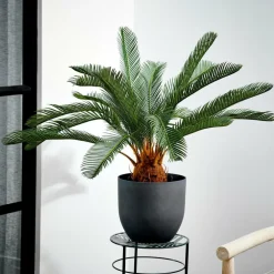 CYCAS Palma Verde