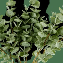 EUCALYPTUS Ramo D'eucalipto Verde