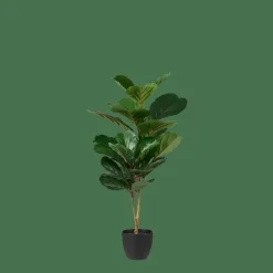 FIGI Nero, Verde Scuro