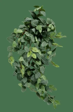 FITTONIA Ghirlanda Di Foglie Verde