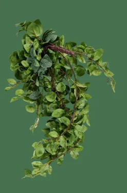 FITTONIA Ghirlanda Di Foglie Verde