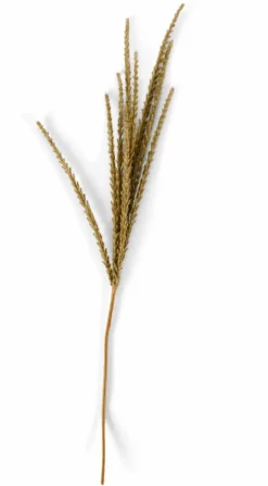 GOLDENROD Stelo Bianco