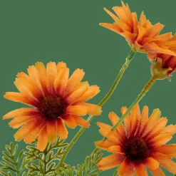 INDI Arancione