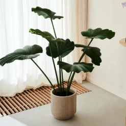 LOTUS Pianta Verde