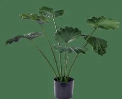 LOTUS Pianta Verde