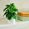 MONSTERA Pianta Vari Colori