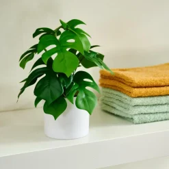 MONSTERA Pianta Vari Colori