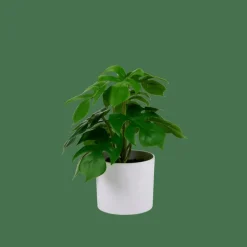 MONSTERA Pianta Vari Colori