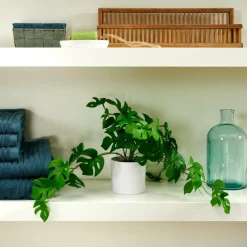 MONSTERA Pianta Vari Colori, Bianco, Verde