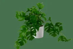 MONSTERA Pianta Vari Colori, Bianco, Verde