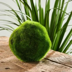 MOSS Sfera Di Muschio Verde
