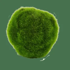 MOSS Sfera Di Muschio Verde