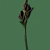 OPHIO Ramo Viola