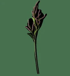 OPHIO Ramo Viola