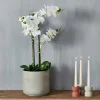 ORCHID Orchidea In Vaso Bianco