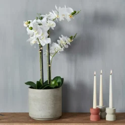 ORCHID Orchidea In Vaso Bianco