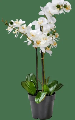 ORCHID Orchidea In Vaso Bianco