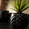 PINA Pianta D'ananas In Vaso Nero