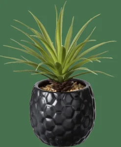 PINA Pianta D'ananas In Vaso Nero