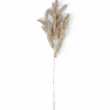 PINE Fungo