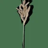 PINE Ramo Dorato