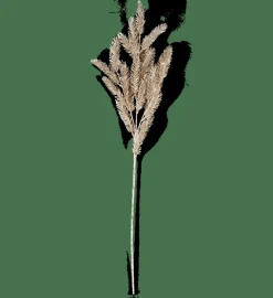 PINE Ramo Dorato