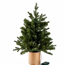 PINUS Ramoscello Natalizio Rosso, Verde