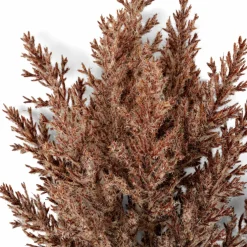 PLUME Pennacchi Decorativi Marrone Chiaro