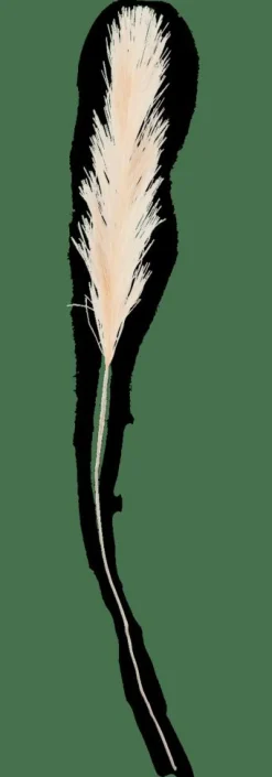 PLUME Pennacchi Decorativi Crema