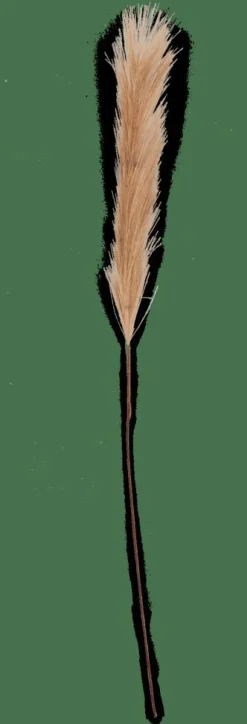 PLUME Pennacchi Decorativi Marrone