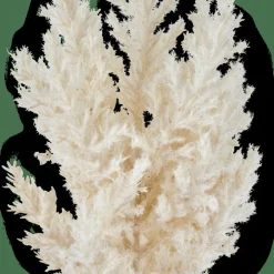 PLUME Stelo Bianco Antico