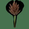 PLUME Stelo Di Piume Marrone