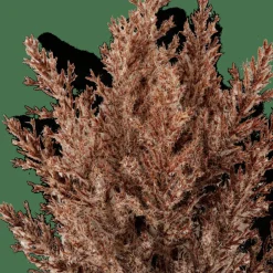 PLUME Stelo Di Piume Marrone
