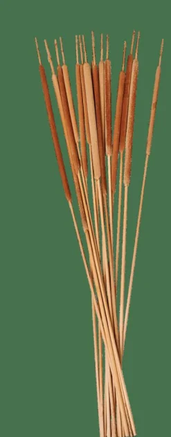 TYPHA Canna Palustre Set Di 15 Naturale