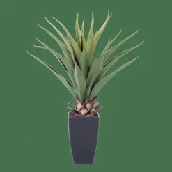 VERA Aloe Vera Verde