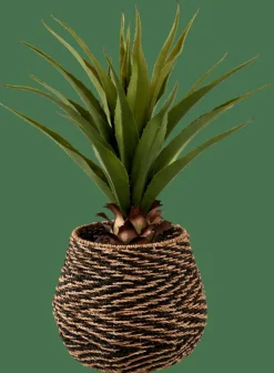 VERA Aloe Vera Verde