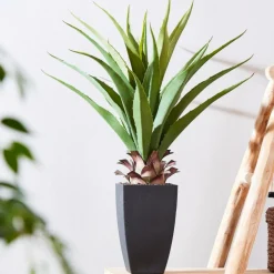 VERA Aloe Vera Verde